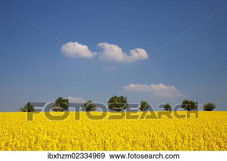 Field of Rape or Canola (Brassica napus) with trees at the rear View Large Photo Image Stock Photo - Field of Rape or Canola (Brassica napus) with trees at the rear. Fotosearch