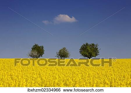 Stock Photograph - Field of Rape or Canola (Brassica napus) with trees at the rear. Fotosearch