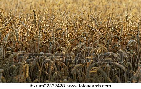 Stock Photo - "Field of ripe wheat, evening light, sunset". Fotosearch