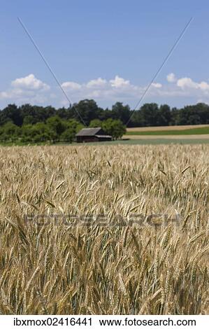 "Field of Rye (Secale cereale), Baden-Wuerttemberg, Germany, Europe, PublicGround, Europe" View Large Photo Image Stock Image - "Field of Rye (Secale cereale), Baden-Wuerttemberg, Germany, Europe, PublicGround, Europe". Fotosearch