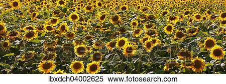 Stock Photography - "Field of sunflowers, Canada, North America". Fotosearch