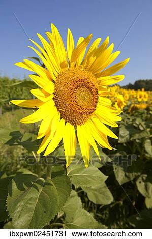 Field of Sunflowers (Helianthus annuus) View Large Photo Image Stock Image - Field of Sunflowers (Helianthus annuus). Fotosearch