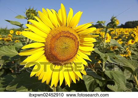 Field of Sunflowers (Helianthus annuus) View Large Photo Image Stock Image - Field of Sunflowers (Helianthus annuus). Fotosearch