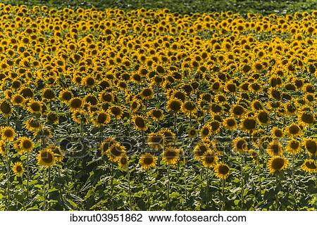 "Field of Sunflowers (Helianthus annuus), Cucuron, Vaucluse, Provence-Alpes-Cote d’Azur, France, Europe" View Large Photo Image Stock Image - "Field of Sunflowers (Helianthus annuus), Cucuron, Vaucluse, Provence-Alpes-Cote d’Azur, France, Europe". Fotosearch