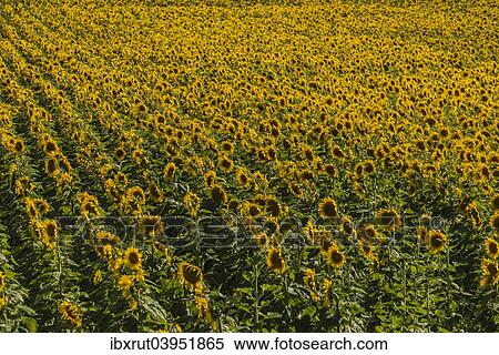 "Field of Sunflowers (Helianthus annuus), Cucuron, Vaucluse, Provence-Alpes-Cote d’Azur, France, Europe" View Large Photo Image Stock Photography - "Field of Sunflowers (Helianthus annuus), Cucuron, Vaucluse, Provence-Alpes-Cote d’Azur, France, Europe". Fotosearch