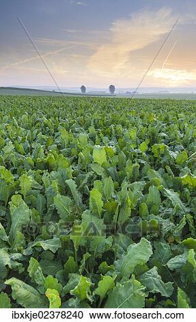 "Field of turnips, Egesdorf, Lower Saxony, Germany, Europe" View Large Photo Image Stock Image - "Field of turnips, Egesdorf, Lower Saxony, Germany, Europe". Fotosearch