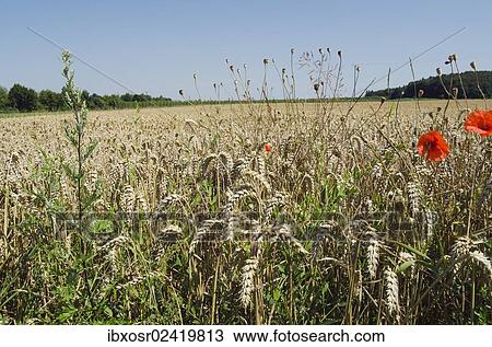 "Field of Wheat (Triticum) with poppies, Hallertau area, Mainburg, Bavaria, Germany, Europe" View Large Photo Image Stock Image - "Field of Wheat (Triticum) with poppies, Hallertau area, Mainburg, Bavaria, Germany, Europe". Fotosearch