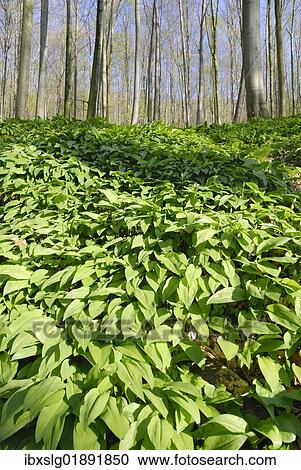 "Field of wild garlic (Alium ursinum) in a mountain forest, in Neubeuern, Bavaria, Germany, Europe" View Large Photo Image Stock Image - "Field of wild garlic (Alium ursinum) in a mountain forest, in Neubeuern, Bavaria, Germany, Europe". Fotosearch