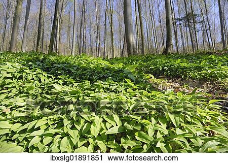 Stock Image - "Field of wild garlic (Alium ursinum) in a mountain forest, in Neubeuern, Bavaria, Germany, Europe". Fotosearch