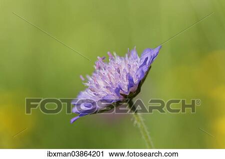 "Field Scabious (Knautia arvensis), Kirchseemoor, Upper Bavaria, Bavaria, Germany, Europe" View Large Photo Image Stock Image - "Field Scabious (Knautia arvensis), Kirchseemoor, Upper Bavaria, Bavaria, Germany, Europe". Fotosearch