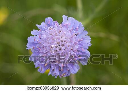 "Field Scabious (Knautia arvensis), Bavaria, Germany, Europe" View Large Photo Image Stock Photo - "Field Scabious (Knautia arvensis), Bavaria, Germany, Europe". Fotosearch