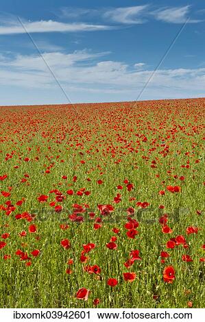 Stock Image - "Field with corn poppies (Papaver rhoeas), Rugen, Mecklenburg-Western Pomerania, Germany, Europe". Fotosearch