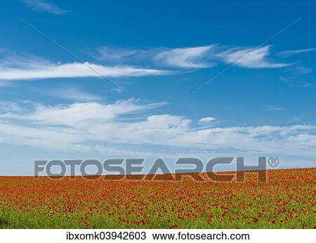 "Field with corn poppies (Papaver rhoeas), Rugen, Mecklenburg-Western Pomerania, Germany, Europe" View Large Photo Image Stock Image - "Field with corn poppies (Papaver rhoeas), Rugen, Mecklenburg-Western Pomerania, Germany, Europe". Fotosearch