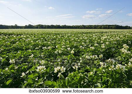 "Field with flowering potato plants, Lower Saxony, Germany, Europe" View Large Photo Image Stock Photo - "Field with flowering potato plants, Lower Saxony, Germany, Europe". Fotosearch