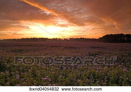 "Field with Self-heal, Lacy Phacelia or Purple Tansy (Phacelia tanacetifolia) at dawn, Lower Rhine area, North Rhine-Westphalia, Germany, Europe" View Large Photo Image Stock Image - "Field with Self-heal, Lacy Phacelia or Purple Tansy (Phacelia tanacetifolia) at dawn, Lower Rhine area, North Rhine-Westphalia, Germany, Europe". Fotosearch