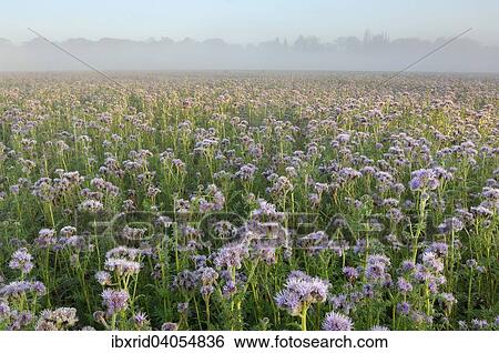 "Field with Self-heal, Lacy Phacelia or Purple Tansy (Phacelia tanacetifolia) with fog, Lower Rhine area, North Rhine-Westphalia, Germany, Europe" View Large Photo Image Stock Photograph - "Field with Self-heal, Lacy Phacelia or Purple Tansy (Phacelia tanacetifolia) with fog, Lower Rhine area, North Rhine-Westphalia, Germany, Europe". Fotosearch