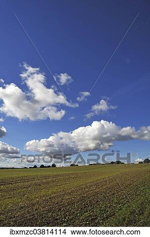 "Field with sprouting wheat, cumulus clouds, Mecklenburg-Vorpommern, Germany, Europe" View Large Photo Image Picture - "Field with sprouting wheat, cumulus clouds, Mecklenburg-Vorpommern, Germany, Europe". Fotosearch
