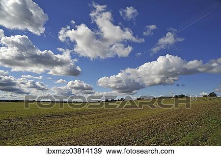 "Field with sprouting wheat, cumulus clouds, Mecklenburg-Vorpommern, Germany, Europe" View Large Photo Image Stock Photo - "Field with sprouting wheat, cumulus clouds, Mecklenburg-Vorpommern, Germany, Europe". Fotosearch