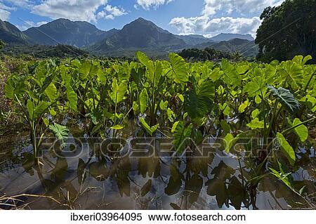 "Field with Taro, Kauai, Hawaii, United States, North America" View Large Photo Image Stock Photography - "Field with Taro, Kauai, Hawaii, United States, North America". Fotosearch