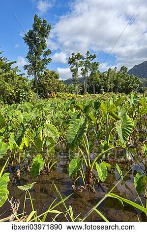 "Field with taro plants, Kauai, Hawaii, United States, North America" View Large Photo Image Stock Image - "Field with taro plants, Kauai, Hawaii, United States, North America". Fotosearch
