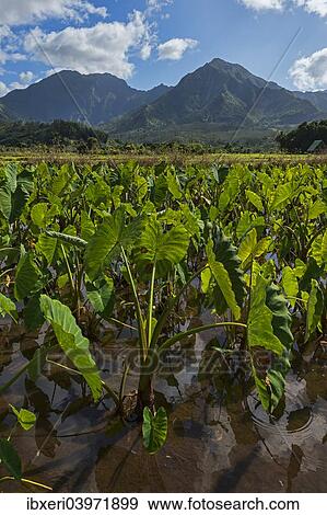 "Field with taro plants, Kauai, Hawaii, United States, North America" View Large Photo Image Stock Photo - "Field with taro plants, Kauai, Hawaii, United States, North America". Fotosearch