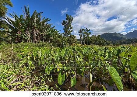 Stock Photograph - "Field with taro plants, Kauai, Hawaii, United States, North America". Fotosearch
