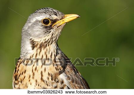 Stock Image - "Fieldfare (Turdus pilaris), Mecklenburg-Western Pomerania, Germany, Europe". Fotosearch