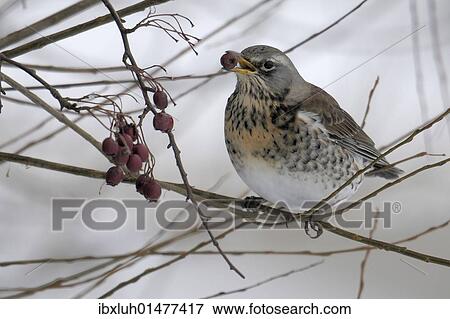 Stock Photo - Fieldfare (Turdus pilaris). Fotosearch