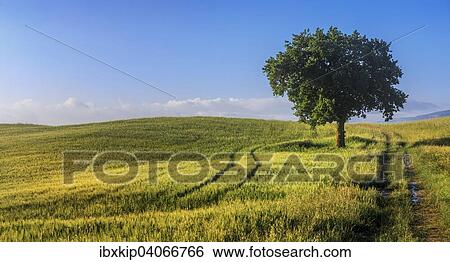 "Fields and a tree in the morning light, Val d'Orcia, Tuscany, Italy, Europe" View Large Photo Image Stock Photograph - "Fields and a tree in the morning light, Val d'Orcia, Tuscany, Italy, Europe". Fotosearch