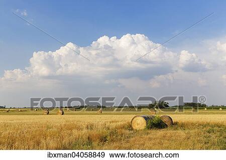 "Fields in Apetlon, Seewinkel, Northern Burgenland, Burgenland, Austria, Europe" View Large Photo Image Stock Photo - "Fields in Apetlon, Seewinkel, Northern Burgenland, Burgenland, Austria, Europe". Fotosearch