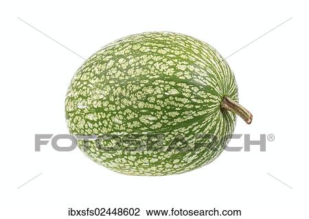 "Fig-leaf gourd, squash (Cucurbita ficifolia)" View Large Photo Image Stock Image - "Fig-leaf gourd, squash (Cucurbita ficifolia)". Fotosearch