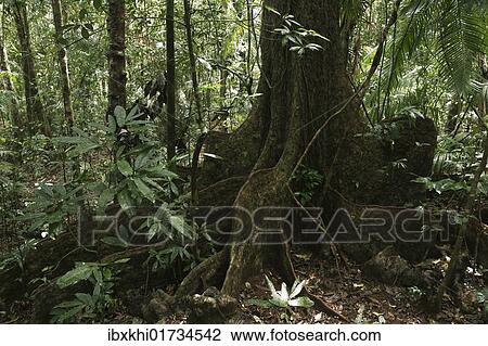 "Fig tree (Ficus), Daintree National Park, Queensland, Australia, Oceania" View Large Photo Image Stock Image - "Fig tree (Ficus), Daintree National Park, Queensland, Australia, Oceania". Fotosearch