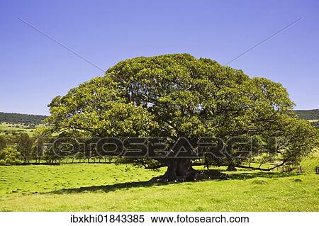 "Fig tree (Ficus), Kiama, New South Wales, Australia, Oceania" View Large Photo Image Stock Photography - "Fig tree (Ficus), Kiama, New South Wales, Australia, Oceania". Fotosearch
