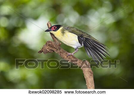 "Figbird (Sphecotheres viridis), male, stretching its wings, rainforest, Daintree National Park, northern Queensland, Australia, Oceania" View Large Photo Image Stock Photography - "Figbird (Sphecotheres viridis), male, stretching its wings, rainforest, Daintree National Park, northern Queensland, Australia, Oceania". Fotosearch