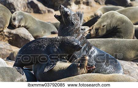 Stock Photography - "Fighting Brown Fur Seals or Cape Fur Seals (Arctocephalus pusillus) in a colony, Dorob National Park, Cape Cross, Namibia, Africa". Fotosearch