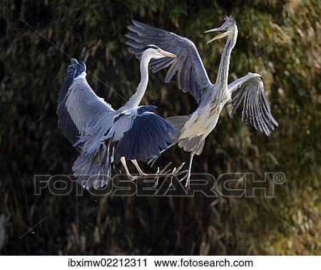 Stock Image - "Fighting Grey Herons (Ardea cinerea), Stuttgart, Baden-Wuerttemberg, Germany, Europe". Fotosearch