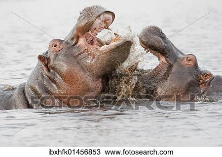 "Fighting Hippos (Hippopotamus amphibius), Chobe National Park, Botswana, Africa" View Large Photo Image Stock Image - "Fighting Hippos (Hippopotamus amphibius), Chobe National Park, Botswana, Africa". Fotosearch