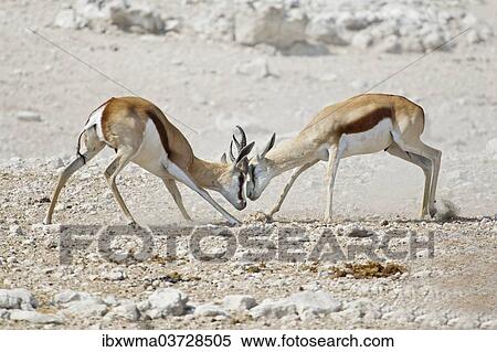 "Fighting Springboks (Antidorcas marsupialis), Etosha National Park, Namibia, Africa" View Large Photo Image Stock Photography - "Fighting Springboks (Antidorcas marsupialis), Etosha National Park, Namibia, Africa". Fotosearch