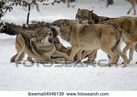 "Fighting Wolves (Canis lupus) in the snow, captive, Germany, Europe" View Large Photo Image Stock Photo - "Fighting Wolves (Canis lupus) in the snow, captive, Germany, Europe". Fotosearch