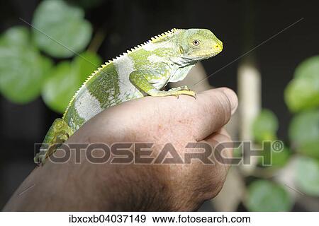 Stock Photo - "Fiji Banded Iguana (Brachylophus fasciatus) perched on a hand, Malolo Island, Mamanucan Islands, Fiji, Oceania". Fotosearch