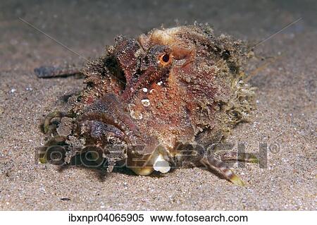 "Filament-finned Stinger, Two-stick Stingfish or Devil Scorpionfish (Inimicus filamentosus), Jordan, Asia" View Large Photo Image Stock Photography - "Filament-finned Stinger, Two-stick Stingfish or Devil Scorpionfish (Inimicus filamentosus), Jordan, Asia". Fotosearch