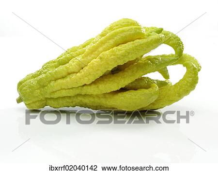 "Fingered Citron (Citrus medica var sarcodactylis), popularly known as """"Buddha's Hand""""" View Large Photo Image Stock Image - "Fingered Citron (Citrus medica var sarcodactylis), popularly known as """"Buddha's Hand""""". Fotosearch