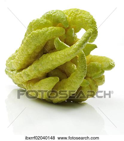 "Fingered Citron (Citrus medica var sarcodactylis), popularly known as """"Buddha's Hand""""" View Large Photo Image Stock Photo - "Fingered Citron (Citrus medica var sarcodactylis), popularly known as """"Buddha's Hand""""". Fotosearch