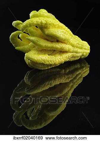 Stock Photo - "Fingered Citron (Citrus medica var sarcodactylis), popularly known as """"Buddha's Hand""""". Fotosearch