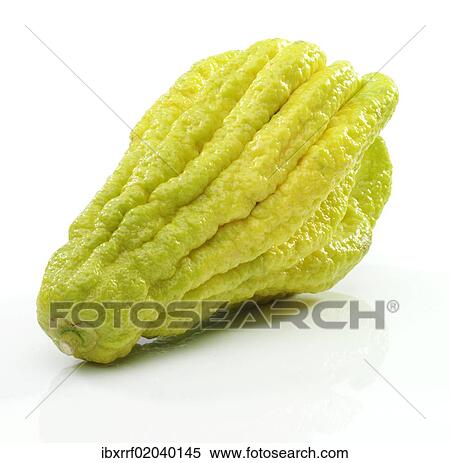 Stock Photography - "Fingered Citron (Citrus medica var sarcodactylis), popularly known as """"Buddha's Hand""""". Fotosearch