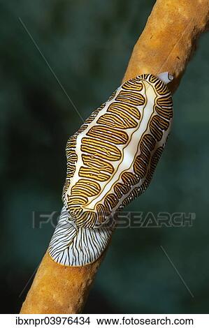 "Fingerprint Flamingo Tongue (Cyphoma signatum) crawling over sponge, Little Tobago, Trinidad and Tobago, North America" View Large Photo Image Picture - "Fingerprint Flamingo Tongue (Cyphoma signatum) crawling over sponge, Little Tobago, Trinidad and Tobago, North America". Fotosearch