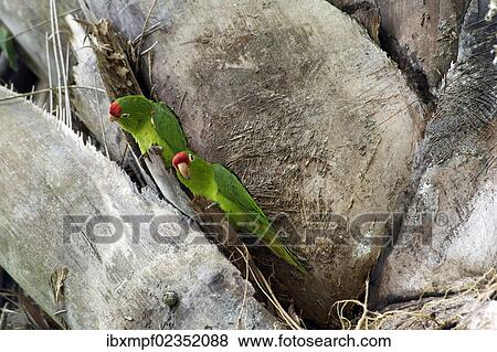 "Finsch's Parakeet, Finsch's Conure or Crimson-fronted Parakeet (Aratinga finschi), Wilson Botanical Gardens, San Vito, Puntarenas Province, Costa Rica, Central America, North America" View Large Photo Image Stock Photo - "Finsch's Parakeet, Finsch's Conure or Crimson-fronted Parakeet (Aratinga finschi), Wilson Botanical Gardens, San Vito, Puntarenas Province, Costa Rica, Central America, North America". Fotosearch
