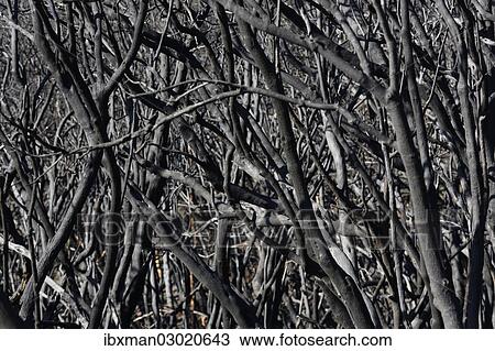 "Fire damage four months after a forest fire, Nationalpark Garajonay, La Gomera, Canary Islands, Spain, Europe" View Large Photo Image Stock Image - "Fire damage four months after a forest fire, Nationalpark Garajonay, La Gomera, Canary Islands, Spain, Europe". Fotosearch