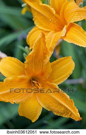 "Fire Lilies or Tiger Lilies (Lilium bulbiferum), Germany, Europe" View Large Photo Image Stock Image - "Fire Lilies or Tiger Lilies (Lilium bulbiferum), Germany, Europe". Fotosearch