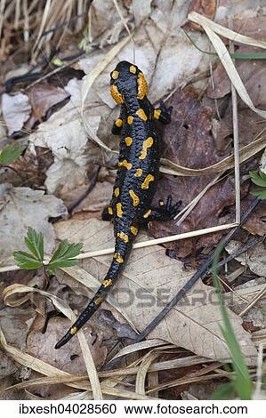 "Fire salamander (Salamandra salamandra) on leaves, Canton of Ticino, Switzerland, Europe" View Large Photo Image Stock Image - "Fire salamander (Salamandra salamandra) on leaves, Canton of Ticino, Switzerland, Europe". Fotosearch